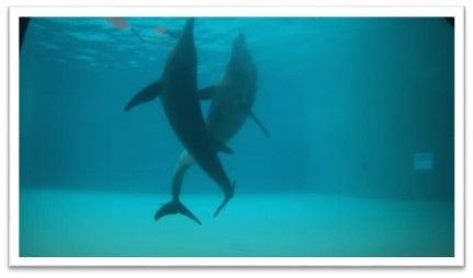 A poslední dva snad nejvíce fotogeničtí delfíni Rudy a Rex, kteří jsou v Clearwater prvními zachráněnými delfíny drsnozubými.